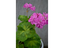 ���������� Jip's Freda Burger.jpg