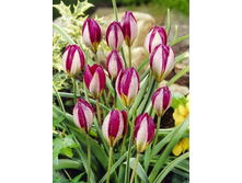 11���. ������� ������� ����(���������� ������ ������ ���������� �� 10 ��.).jpg