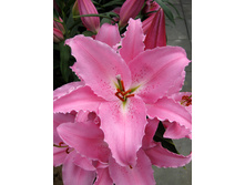 34,6���. ����� �����(�������� ���� �� 5 ��., ����������� ����� 3��.).jpg