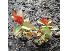 ��������� ������