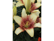 36,66���. ����� �����(�������� ���� �� 5 ��., ����������� ����� 3��.).jpg