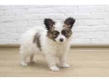 ������ 2 ���.11