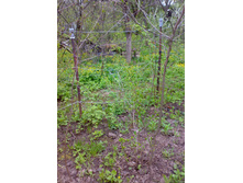 ����� ��� (6).jpg