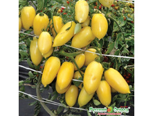 ���������� ��������� ���������