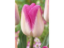 15,46���. ������� ��������(�������� ���� �� 10 ��., ����������� ����� 5��.)���17.jpg