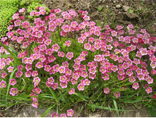 ����������.