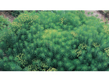 ������� �������������� 30�