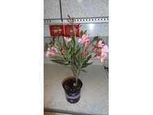 ������� ������ - ����� ������ �������� ...