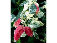 ���������� ������� ���������-beloperone guttata variegata- ������ �������� ....