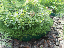 ��������� ����.JPG