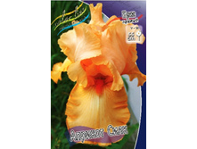 81,8���. ���� ���������� ������� ����(�������� ���� �� 2 ��., ����������� ����� 1��.).jpg