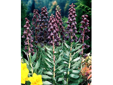 105,5���. ����������� �������(�������� ���� �� 2 ��., ����������� ����� 1��.).jpg