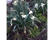 "����������" ��������