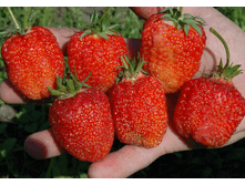 ��������� ���� ������.gif