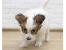 ������ 2 ���.7