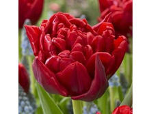 ������� �������.jpg