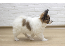 ������ 2 ���.5