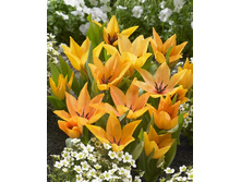 11,74���. ������� �������(���������� ������ ������ ���������� �� 10 ��.)���17.jpg