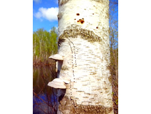 IMG 20170507 104043.jpg