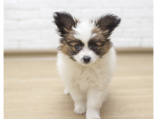 ������ 2 ���.7