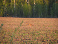 IMG 7312.JPG