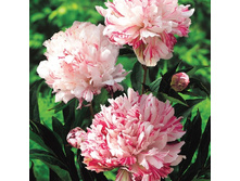 1389,2���. ���� ���������(�������� ���� �� 1 ��., ����������� ����� 1��.)���17.jpg