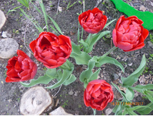 ����� �����