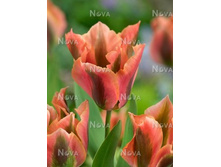 ������� ������.jpg