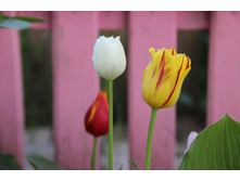 �������� (�ϣ ����)