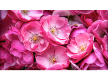 Nature Flowers Wild roses 035345 .jpg