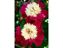 537,3���. ���� ���� ���(���������� ������ ������ ���������� �� 1 ��.)���17.jpg