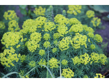 ������� �������������� (�ϣ ����)