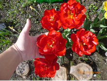 ����� �����