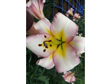 38,56���. ����� ����� ���(�������� ���� �� 5 ��., ����������� ����� 3��.).jpg