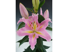 27,76���. ����� ���������(�������� ���� �� 5 ��., ����������� ����� 3��.)���16.jpg