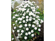 ����� ��������������� ���� �����.