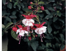 ������ Sir Mat Busby No200