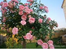 ����� The Fairy