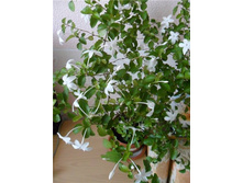 ��������������� ����������- ������ �������� ...