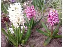 ������� (�ϣ ����)