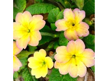 ������� ������ � ��������� ����� 80 ��� � ������� 15��.jpg