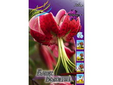 43,8���. ����� ���� �����(�������� ���� �� 5 ��., ����������� ����� 1��.).jpg