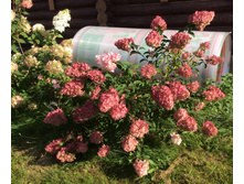 27.08.16 ����� ������, ������� ������ ������� �����