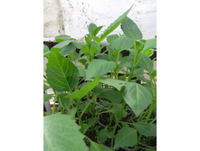 ����������� ��������