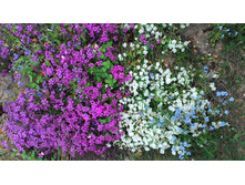 ����� ����������