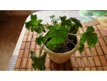 ���������� Orset(��������)