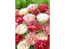 22,14���. ������� �������(�������� ���� �� 10 ��., ����������� ����� 5��.)���17.jpg