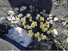 ���� �����