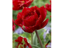 20,65���. ������� ������ ����(�������� ���� �� 10 ��., ����������� ����� 5��.).jpg