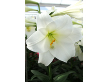 24,18���. ����� ��������(�������� ���� �� 4 ��., ����������� ����� 2��.)���16.jpg